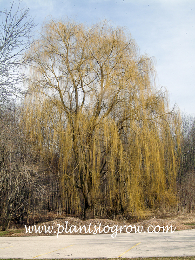 Weeping Willow (Salix alba)
The golden pendulous branches are most evident in the spring and winter.